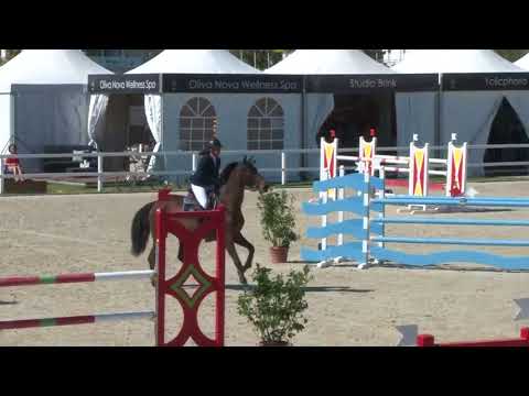 horse-for-sale-11yo-gelding-130cm