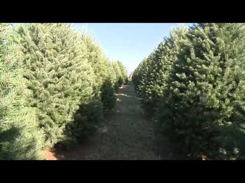 Christmas Tree Prices