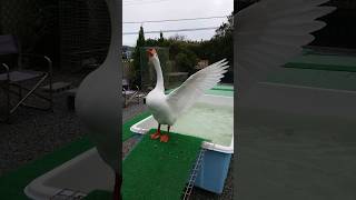 【父の気品】#ガチョウ #goose #鳥 #鳥好き #かわいい動物 #癒し #感動 #綺麗 #かっこいい #かわいい #可愛い #セラピスト #動物 #生き物 #動物園 #家族 #愛情 #野鳥 #愛