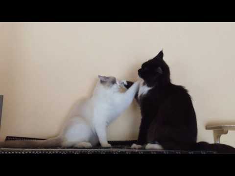 Ragdoll vs. Maine Coon