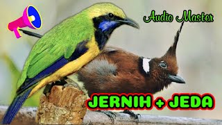 Download lagu Audio Master Cucak Cungkok VS Cililin Masteran  Terbaik Suara Jernih Dengan Jeda mp3