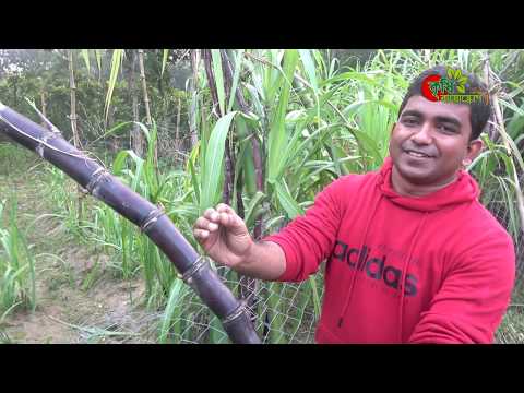 ফিলিপাইনের ব্ল্যাক আখ(Sugarcane) বাংলাদেশে- বিঘা প্রতি কৃষকের আয় প্রায় ৩ লক্ষ টাকা