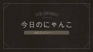 寝落ち猫～To be continued…