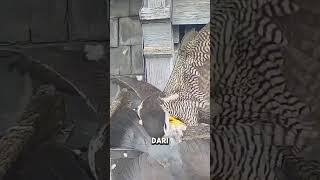 Download lagu Merpati Yang Terbang ke Sarang Alap - alap mp3