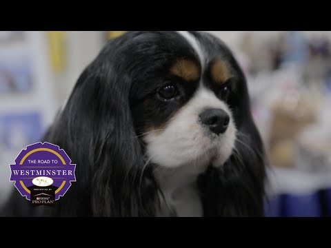 Best of Breed Minute: Cavalier King Charles Spaniel