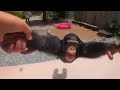 Spinning Monkey 1 Hour Life Could Be A Dream 1 Hours