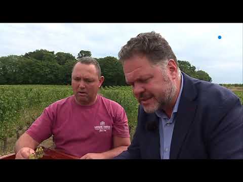 Vendanges : le vignoble des Pays de la Loire en plein essor