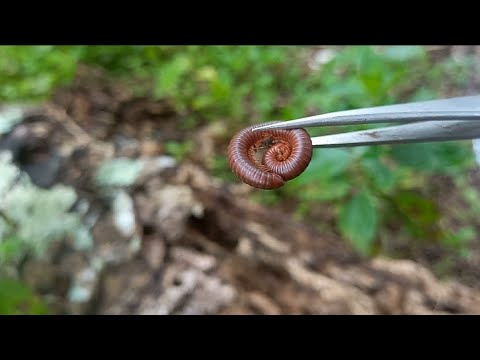 look!!hunting millipedes, spiders, spears and caterpillars#insecthunting #insectsearcing #insects
