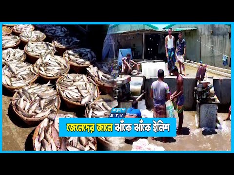 ইলিশের বাজারে লোডশেডিংয়ের চাপ
