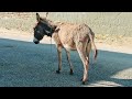 Donkey Mating Power Donkey Mating
