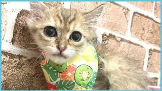 ペットショップCOO&RIKU No00705015(ミヌエット)