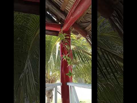 ''Cristaleando'' cerca de la costa en el pueblo Pilón - Cuba 2025 abril #conocecuba #pueblopilóncuba