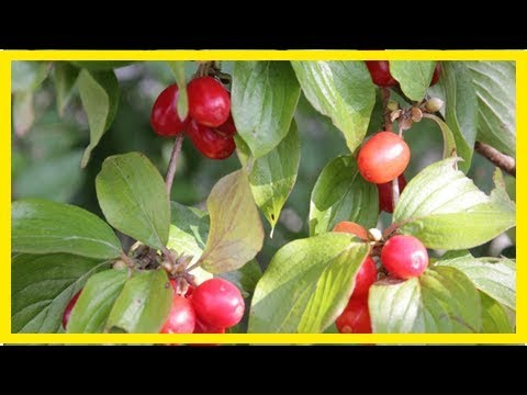 Wildobst – Heilkraft vor der Haustür