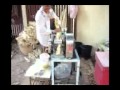 SugarCane Mp4