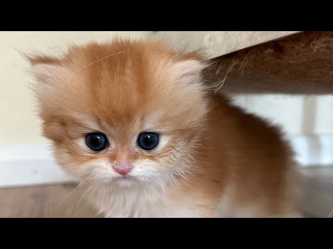 KittenSale video thumbnail