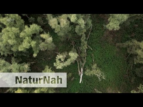 NaturNah - Der vergessene Wald // Hamburgs letzte Wildnis