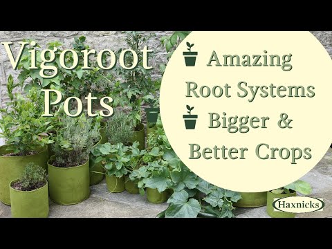 Haxnicks Vigoroot Plant Pots (en anglais)