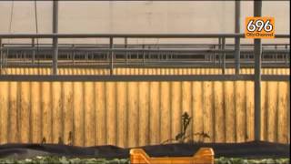 philip-morris-500-milioni-per-la-tabacchicoltura-campana