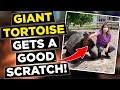 Giant Tortoise Gets A Surprise Visit At The Farm Shorts