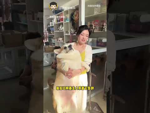 小狗有財產意識嗎？#小狗 #萌寵 #萬萬沒想到 #娛樂評論大賞