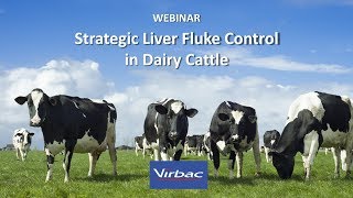 Strategic Liver Fluke Control Dairy Cattle - An Updated Approach