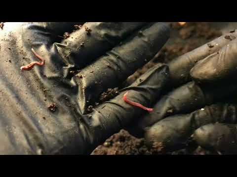 The Urban Worm Bag: HARVEST!