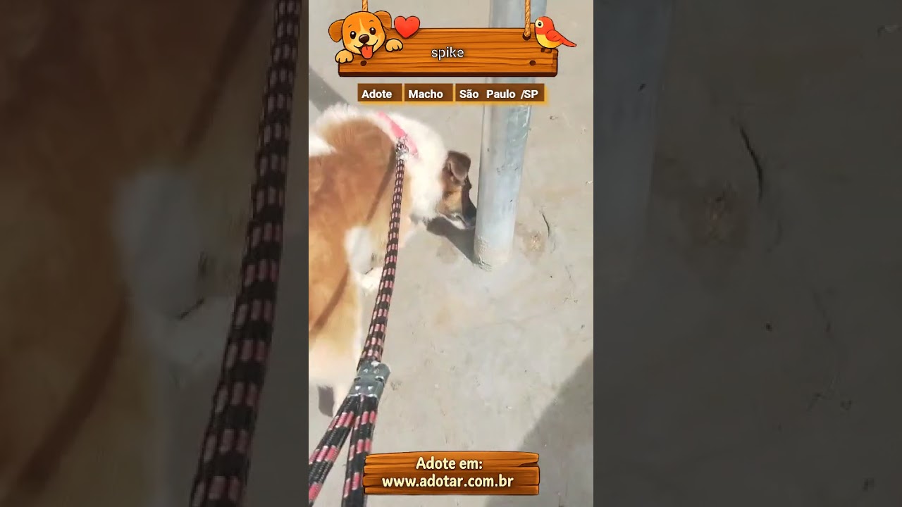 Cachorro raça SRD-ViraLata idade 4 anos nome spike