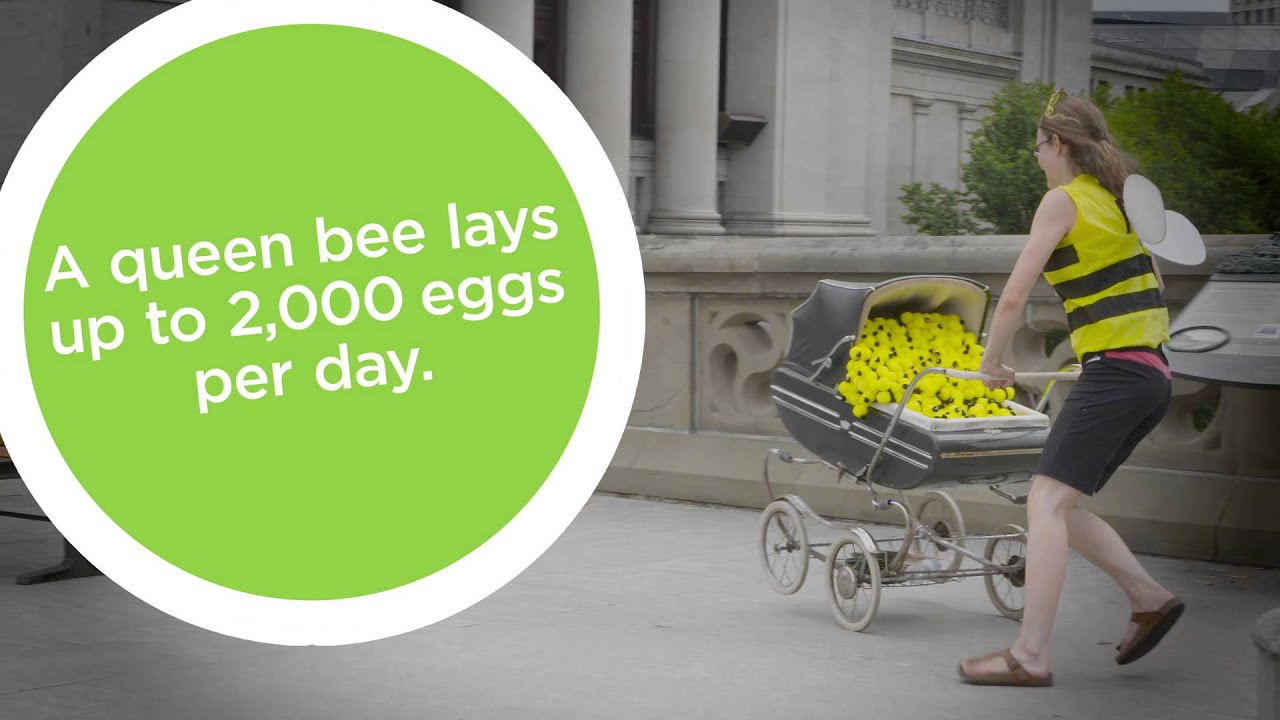 Watch video A queen bee lays up to 2,000 eggs per day. #MuseumsExplain Now A queen bee lays up to 2,000 eggs per day. #MuseumsExplain