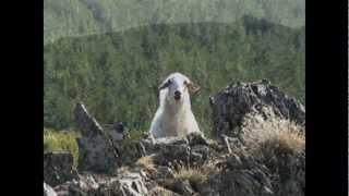 The Shepherd&#39;s Call