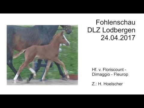Hf v Floriscount x Dimaggio x Fleurop 2017