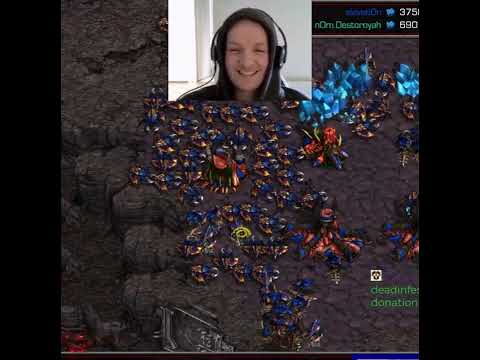 Hydras Getting upset with ALL THE DRONES| | Starcraft Broodwar Remastered #shorts