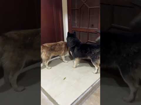 ||Husky trying to eat cat||🤣🤣🤣🤣🤣