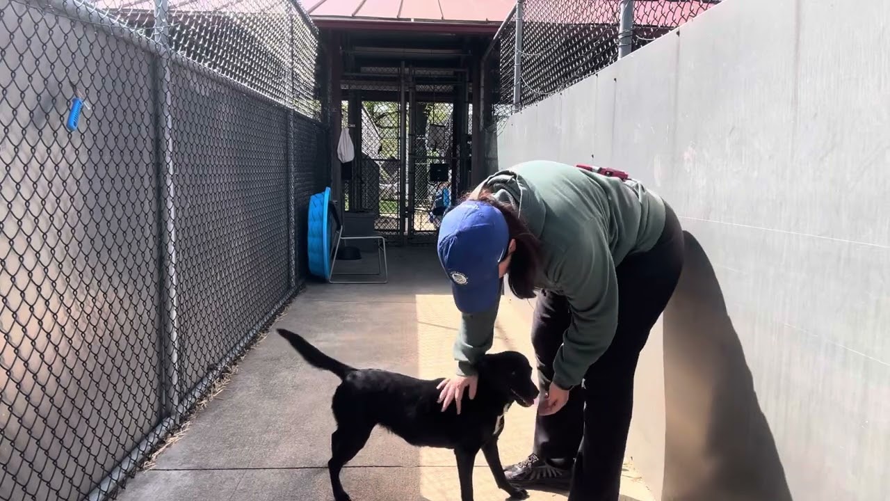 Enlarge Grasshopper, an adopted mixed breed in Chicago, IL video 5/5