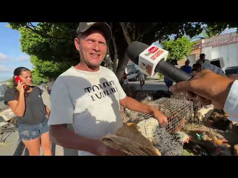 Feira de Galinhas em São José da Tapera - AL 29 - 11 - 2025 #nordeste