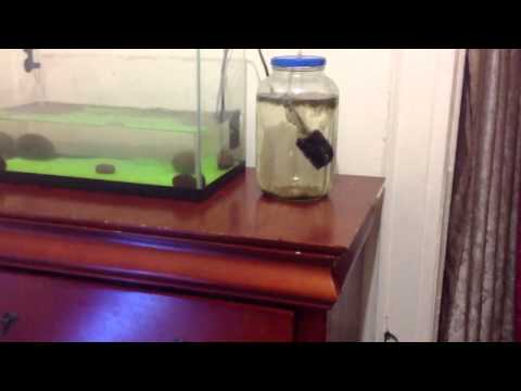 Culturing Black worms ( breeding/housing black worms long term)