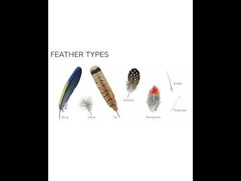Types of 🪶 Feathers #feathers #birds
