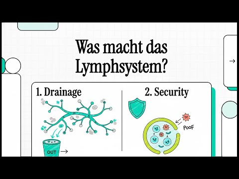 Was macht das Lymphsystem? | EINFACH ERKLÄRT