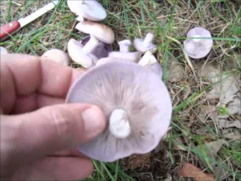 download lagu mp3 mp4 Blewit Mushroom Price, download lagu Blewit Mushroom Price gratis, unduh video klip Blewit Mushroom Price