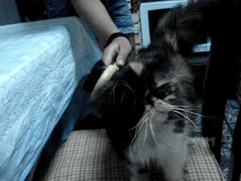 Gata Interesseira video