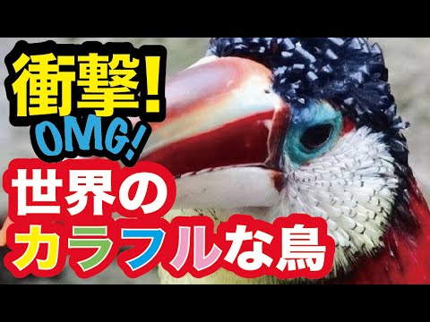 カラフルな鳥の特徴と写真 -