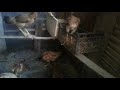 Karma Suru Ve Hintler Denizlihorozu Brahma Wyandotte Hint