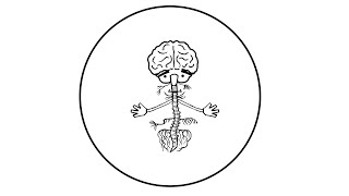 Trauma and the nervous system: a polyvagal perspective