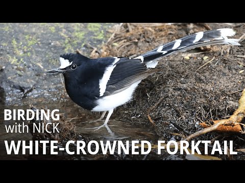 Vidličiarka korunkatá (Enicurus leschenaulti) — hlas a správanie v prírode