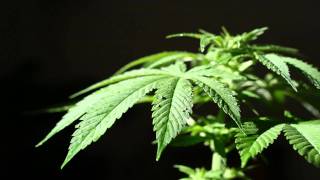 Tribal Seeds - Mad Man