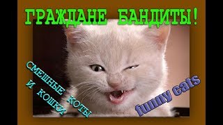 Лучшие приколы с котами и кошками Домашние питомцы Самые смешные животные 2017