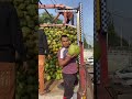 9179772672 Nariyal Pani Ka Wholesale Kam ️ ️ Nariyalpani Shorts Coconutwater