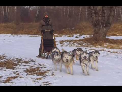 Ездовой спорт - в программе "Дело ведёт Мур-р-р"