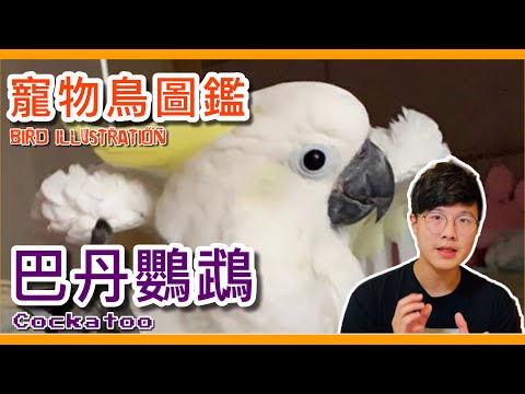 小葵花鳳頭鸚鵡
