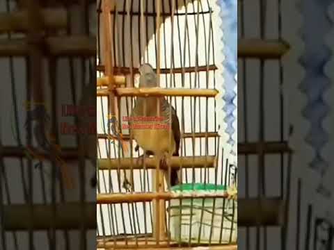 🔴 Shorts | Suara Perkutut Bangkok Juara, Suaranya Unik Besar Sangat Istimewa....