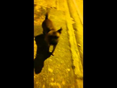 Perro extraño amigable en Ceibos